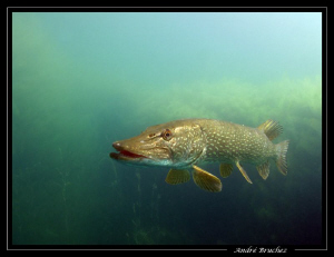mister pike by André Bruchez 